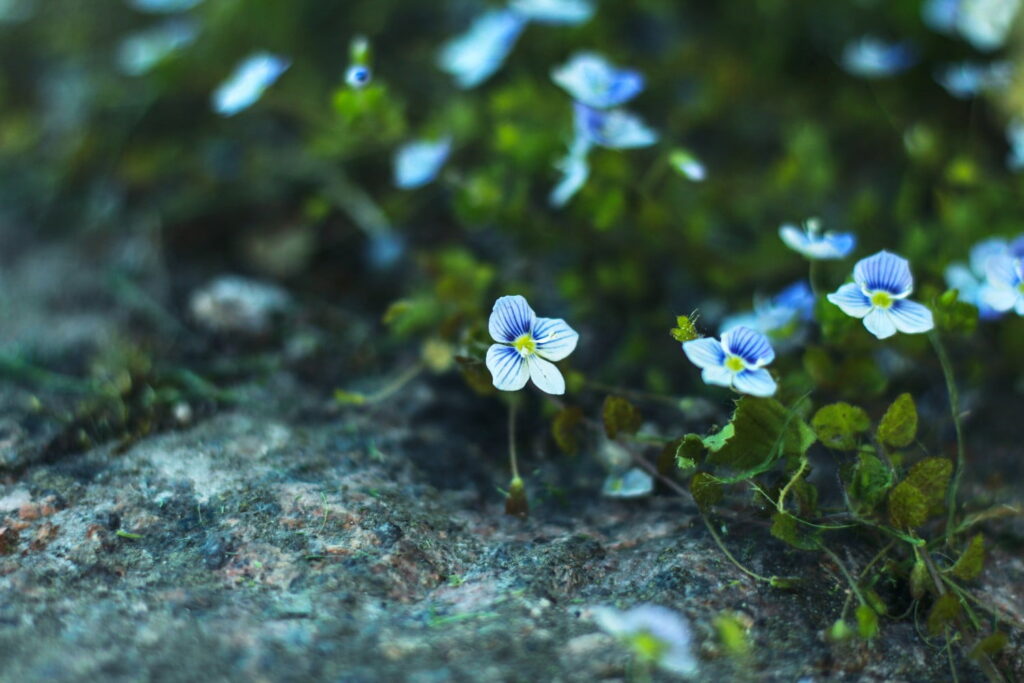 forget-me-nots. photo of flowers at coastal maine botanical gardens