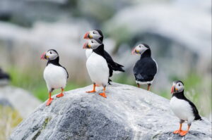 puffins on a rock in maine