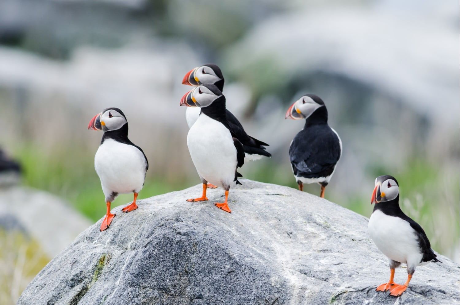 The 4 Best Ways to See Puffins in Maine - Birds and Blooms