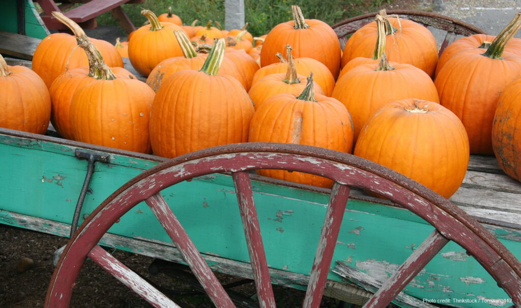 Pumpkins on a wagon at a Midcoast Maine autumn event: Fall in Maine.