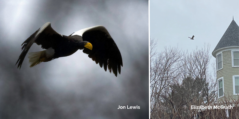 Images of the Steller's Sea Eagle in Georgetown Maine